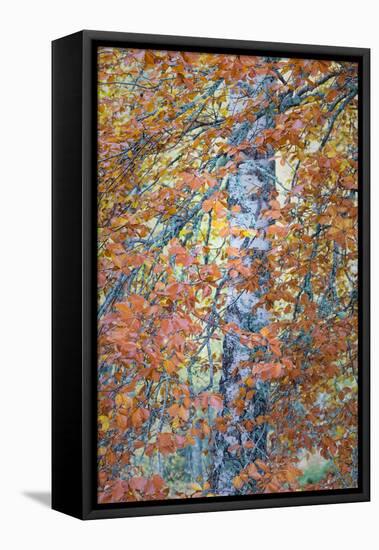 Copper Mist-Doug Chinnery-Framed Premier Image Canvas