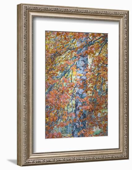 Copper Mist-Doug Chinnery-Framed Photographic Print