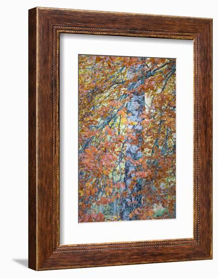 Copper Mist-Doug Chinnery-Framed Photographic Print