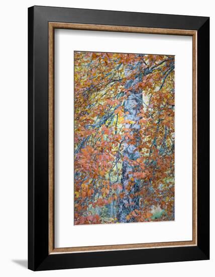 Copper Mist-Doug Chinnery-Framed Photographic Print