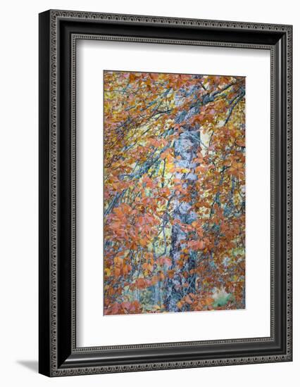 Copper Mist-Doug Chinnery-Framed Photographic Print