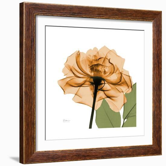 Copper Rose-Albert Koetsier-Framed Premium Giclee Print