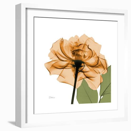 Copper Rose-Albert Koetsier-Framed Premium Giclee Print