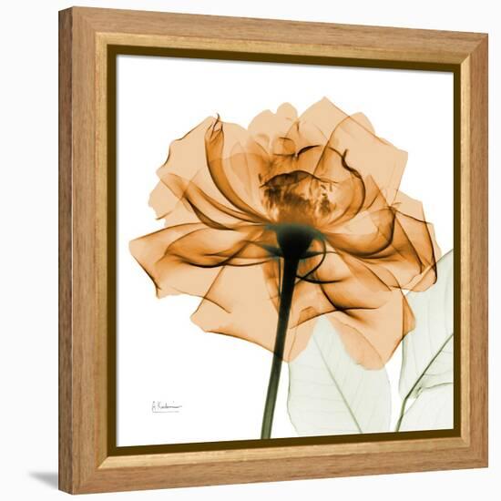 Copper Rose-Albert Koetsier-Framed Stretched Canvas