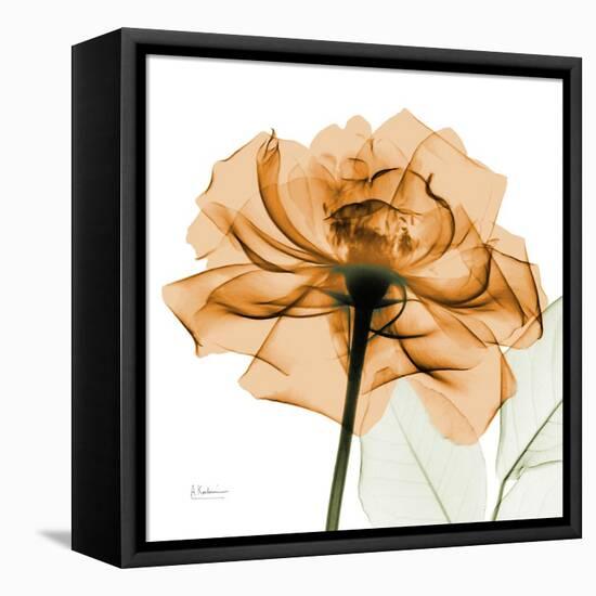 Copper Rose-Albert Koetsier-Framed Stretched Canvas