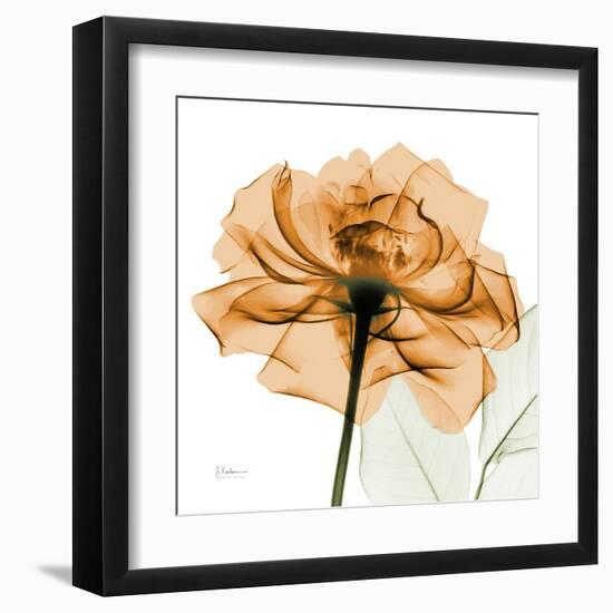 Copper Rose-Albert Koetsier-Framed Art Print