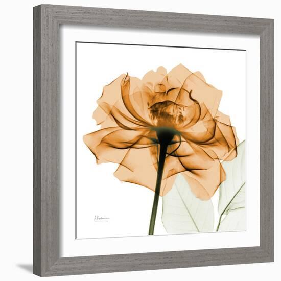 Copper Rose-Albert Koetsier-Framed Art Print