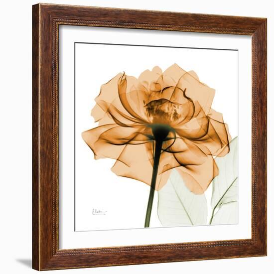 Copper Rose-Albert Koetsier-Framed Art Print