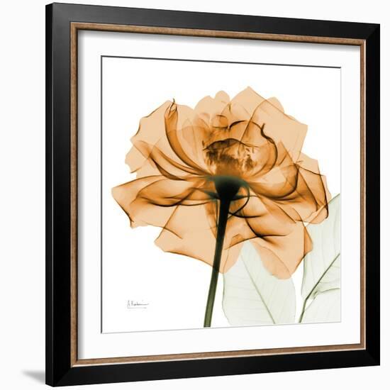 Copper Rose-Albert Koetsier-Framed Art Print