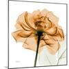 Copper Rose-Albert Koetsier-Mounted Art Print