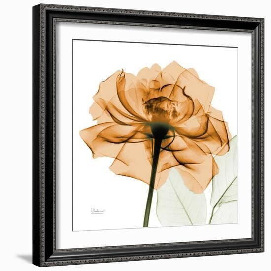 Copper Rose-Albert Koetsier-Framed Art Print