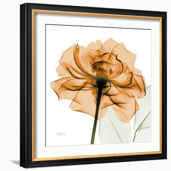 Copper Rose-Albert Koetsier-Framed Art Print