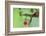 Copper-Rumped Hummingbird-Ken Archer-Framed Photographic Print