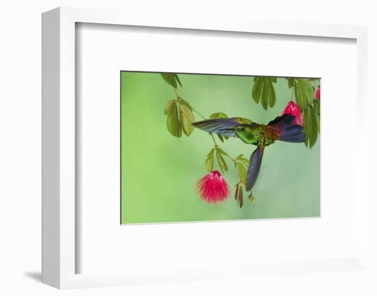 Copper-Rumped Hummingbird-Ken Archer-Framed Photographic Print