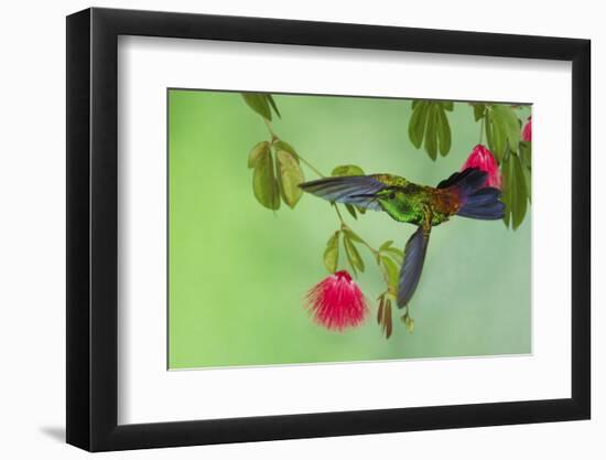 Copper-Rumped Hummingbird-Ken Archer-Framed Photographic Print