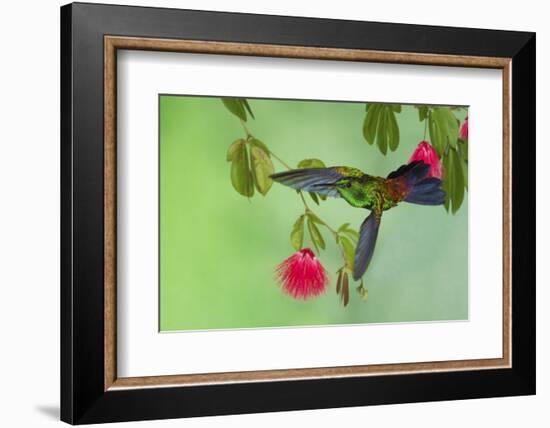 Copper-Rumped Hummingbird-Ken Archer-Framed Photographic Print