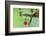 Copper-Rumped Hummingbird-Ken Archer-Framed Photographic Print