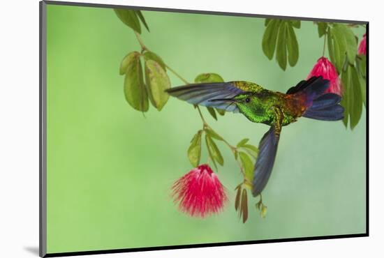 Copper-Rumped Hummingbird-Ken Archer-Mounted Photographic Print