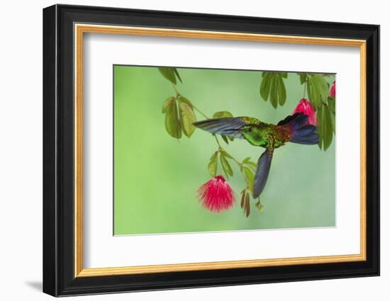 Copper-Rumped Hummingbird-Ken Archer-Framed Photographic Print