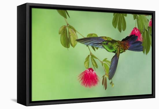 Copper-Rumped Hummingbird-Ken Archer-Framed Premier Image Canvas
