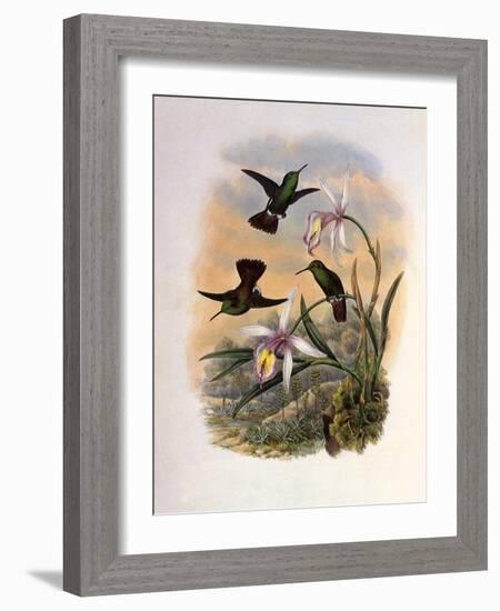 Copper-Tailed Amazili, Amazilia Cupreicauda-John Gould-Framed Giclee Print