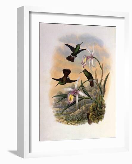 Copper-Tailed Amazili, Amazilia Cupreicauda-John Gould-Framed Giclee Print