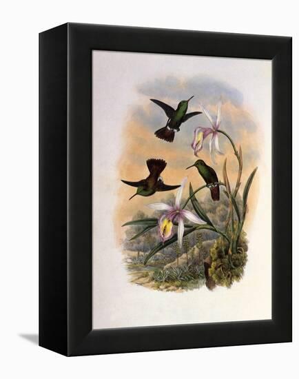 Copper-Tailed Amazili, Amazilia Cupreicauda-John Gould-Framed Premier Image Canvas