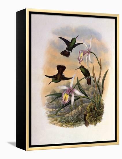 Copper-Tailed Amazili, Amazilia Cupreicauda-John Gould-Framed Premier Image Canvas