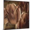Copper Tulips-Mindy Sommers-Mounted Giclee Print