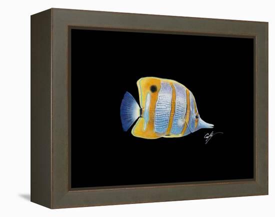 Copperband Butterfly-Durwood Coffey-Framed Premier Image Canvas