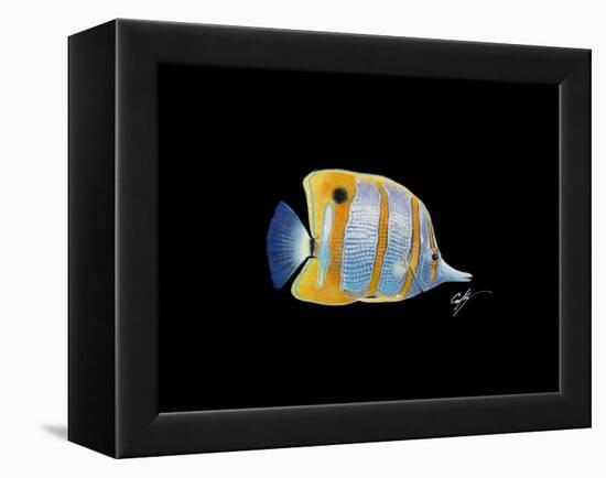Copperband Butterfly-Durwood Coffey-Framed Premier Image Canvas