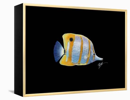 Copperband Butterfly-Durwood Coffey-Framed Premier Image Canvas