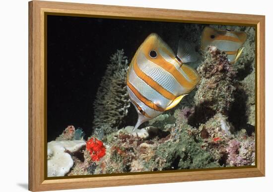 Copperbanded Butterflyfish-Peter Scoones-Framed Premier Image Canvas