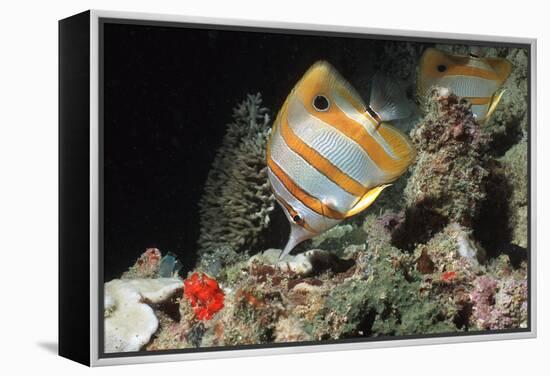 Copperbanded Butterflyfish-Peter Scoones-Framed Premier Image Canvas