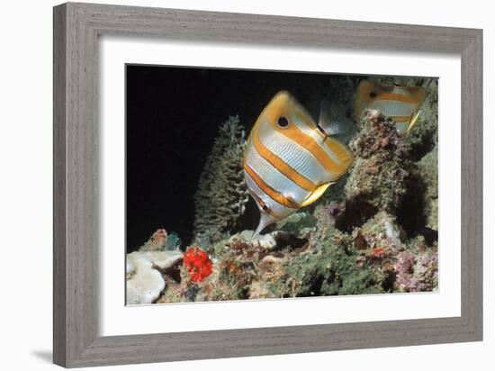 Copperbanded Butterflyfish-Peter Scoones-Framed Photographic Print