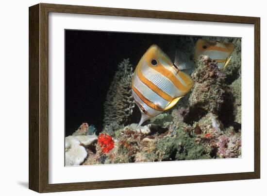 Copperbanded Butterflyfish-Peter Scoones-Framed Photographic Print