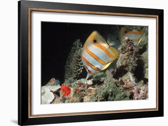 Copperbanded Butterflyfish-Peter Scoones-Framed Photographic Print