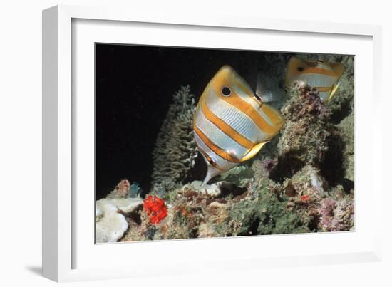 Copperbanded Butterflyfish-Peter Scoones-Framed Photographic Print