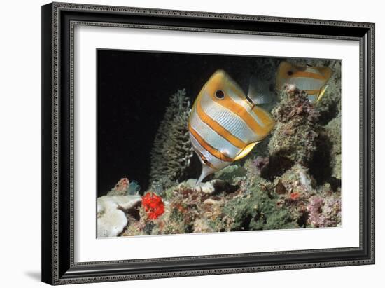 Copperbanded Butterflyfish-Peter Scoones-Framed Photographic Print