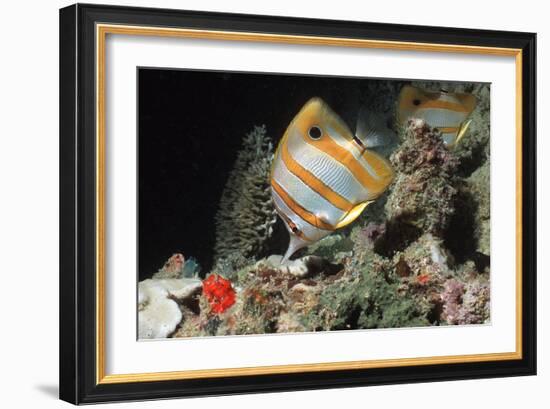 Copperbanded Butterflyfish-Peter Scoones-Framed Photographic Print