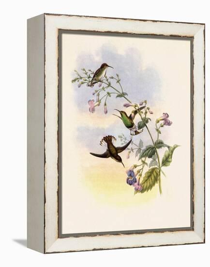 Coppercrown, Elvira Cupreiceps-John Gould-Framed Premier Image Canvas