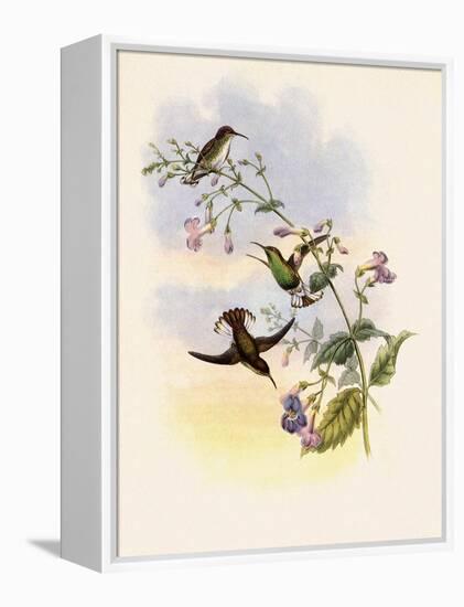 Coppercrown, Elvira Cupreiceps-John Gould-Framed Premier Image Canvas