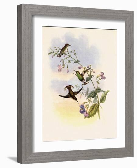 Coppercrown, Elvira Cupreiceps-John Gould-Framed Giclee Print