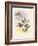 Coppercrown, Elvira Cupreiceps-John Gould-Framed Giclee Print