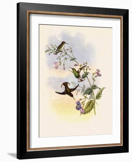 Coppercrown, Elvira Cupreiceps-John Gould-Framed Giclee Print