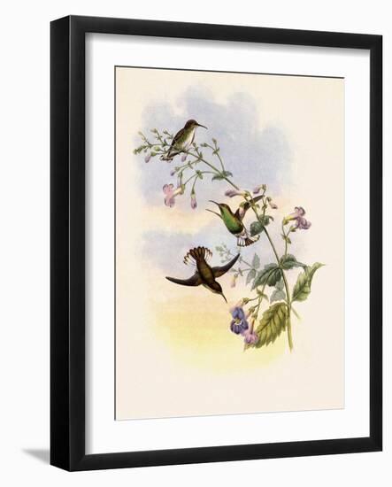 Coppercrown, Elvira Cupreiceps-John Gould-Framed Giclee Print