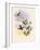Coppercrown, Elvira Cupreiceps-John Gould-Framed Giclee Print