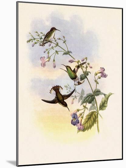 Coppercrown, Elvira Cupreiceps-John Gould-Mounted Giclee Print