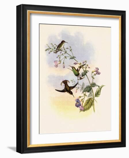 Coppercrown, Elvira Cupreiceps-John Gould-Framed Giclee Print