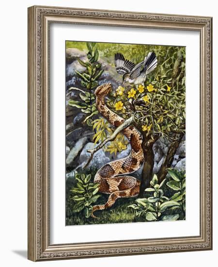 Copperhead (Agkistrodon Contortrix), Viperidae-null-Framed Giclee Print